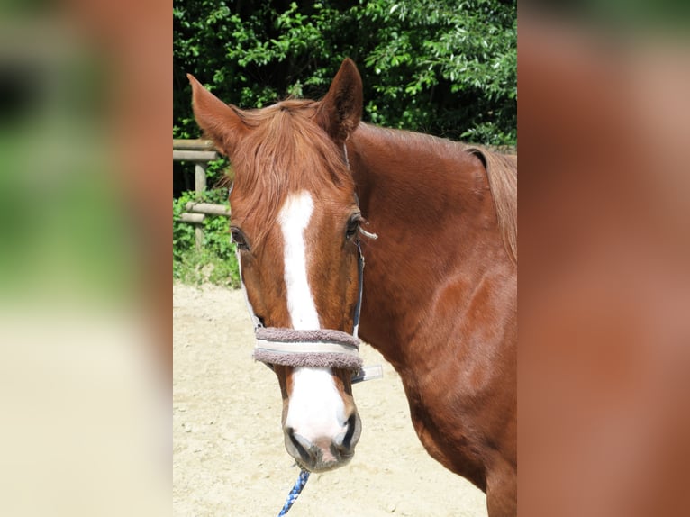 Hungarian Sport Horse Mare 20 years 16 hh Chestnut-Red in Dasing