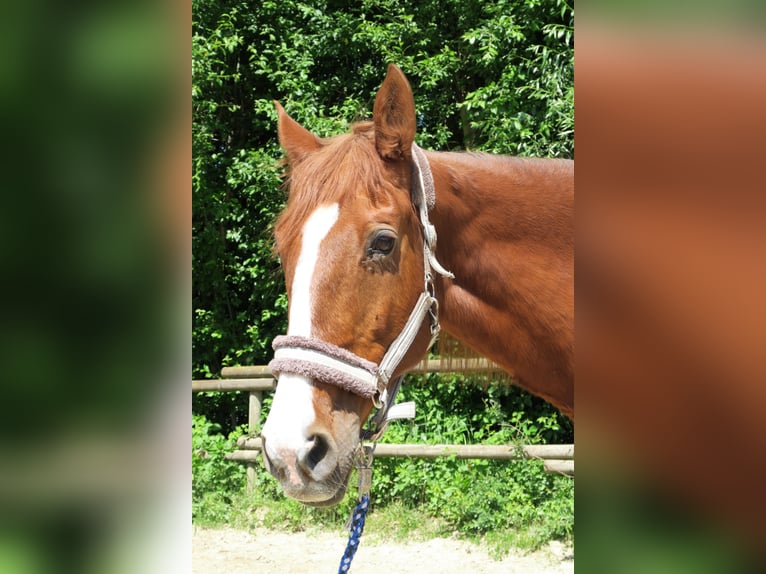 Hungarian Sport Horse Mare 20 years 16 hh Chestnut-Red in Dasing