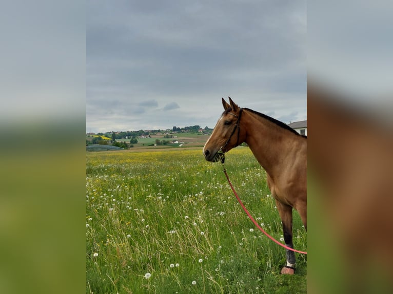 Hungarian Sport Horse Mare 21 years 16,2 hh Dun in Osterhofen