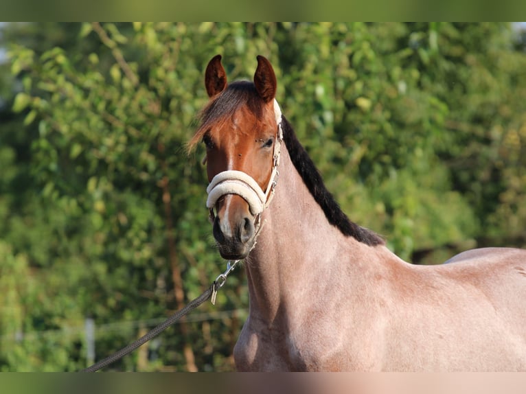 Hungarian Sport Horse Mare 2 years 15.1 hh Roan-Bay in Abda