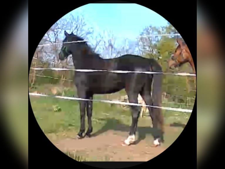 Hungarian Sport Horse Mare 2 years 16.2 hh Black in Budapest