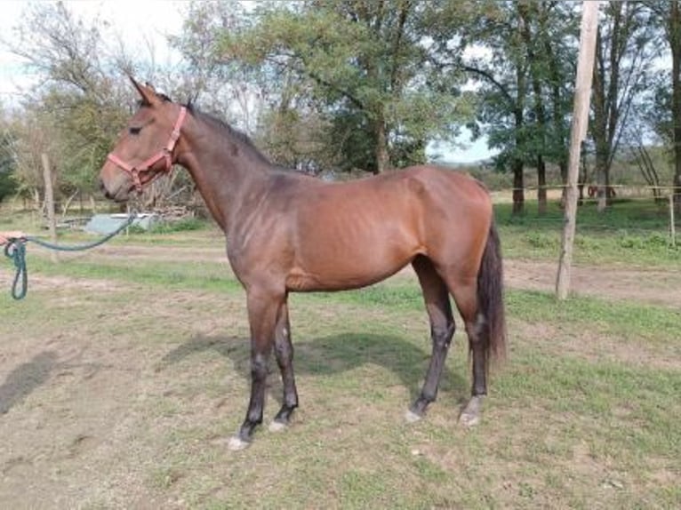 Hungarian Sport Horse Mare 2 years 16 hh Brown in Alibánfa