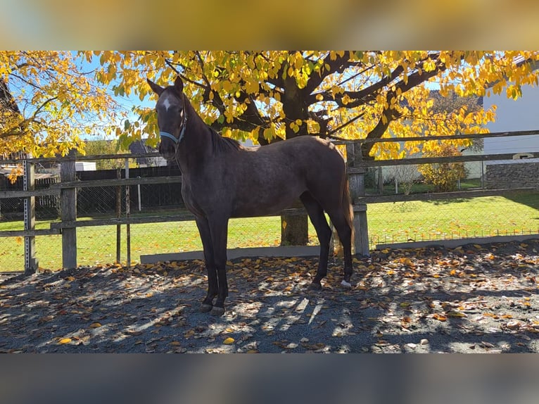 Hungarian Sport Horse Mare 2 years 16 hh Chestnut-Red in Unterwart