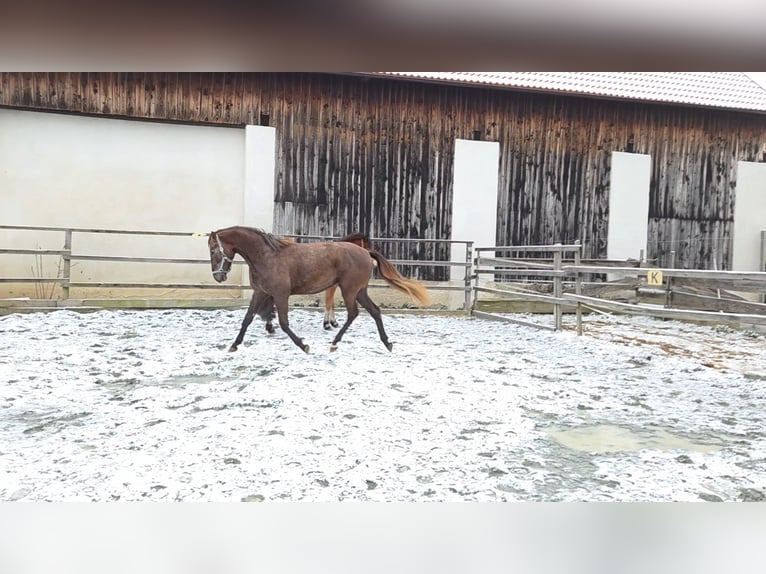 Hungarian Sport Horse Mare 2 years 16 hh Chestnut-Red in Unterwart