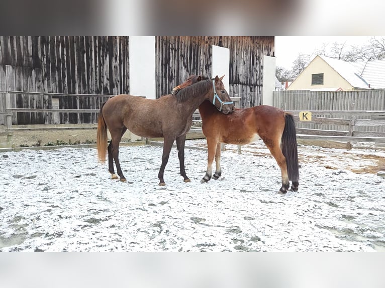 Hungarian Sport Horse Mare 2 years 16 hh Chestnut-Red in Unterwart