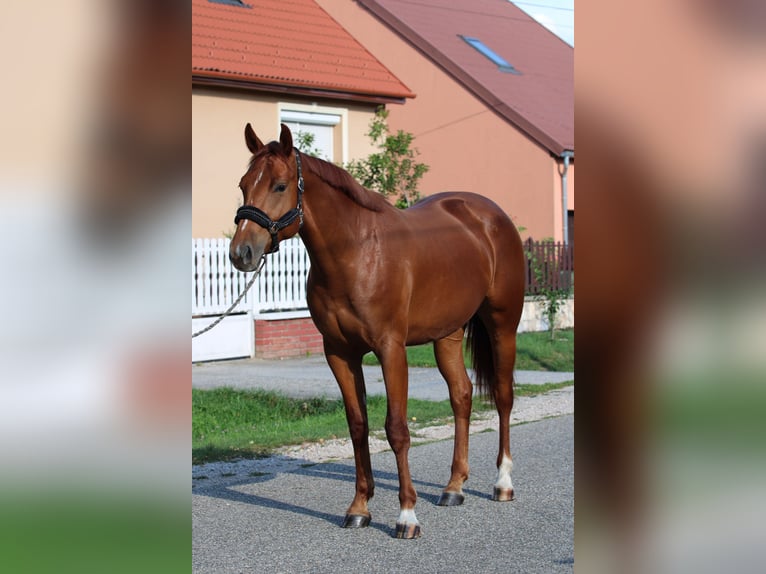 Hungarian Sport Horse Mare 2 years 16 hh Chestnut in Abda
