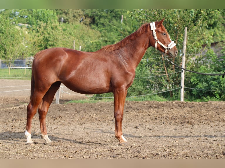 Hungarian Sport Horse Mare 3 years 12.2 hh Chestnut in Abda