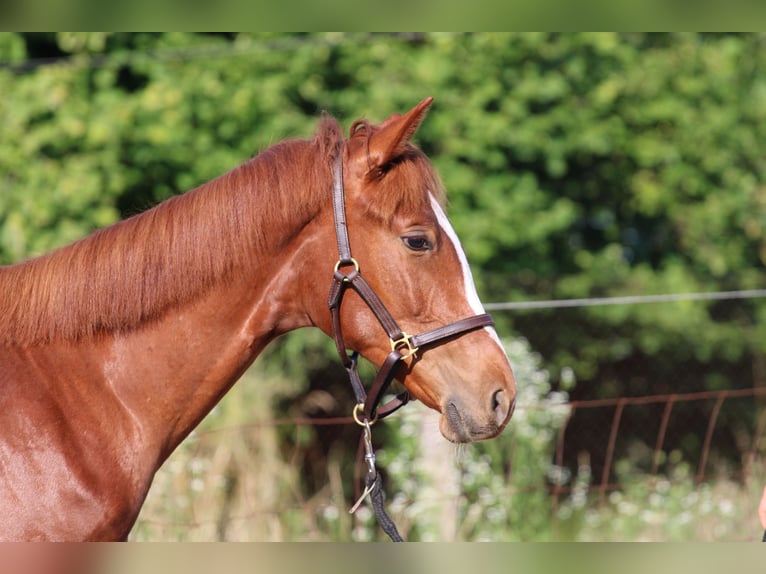 Hungarian Sport Horse Mare 3 years 12,2 hh Chestnut in Abda