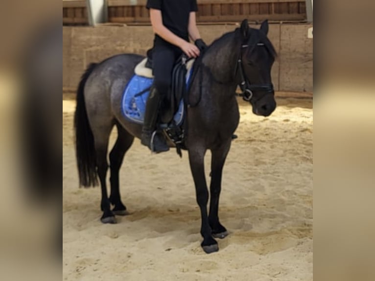 Hungarian Sport Horse Mare 3 years 13.2 hh Roan-Blue in Usingen