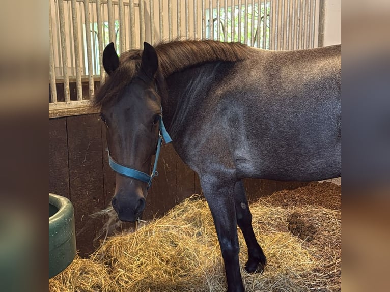 Hungarian Sport Horse Mare 3 years 13.2 hh Roan-Blue in Usingen