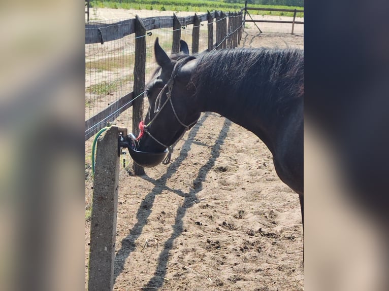 Hungarian Sport Horse Mix Mare 3 years 14,3 hh Grey-Blue-Tan in Kecskemét