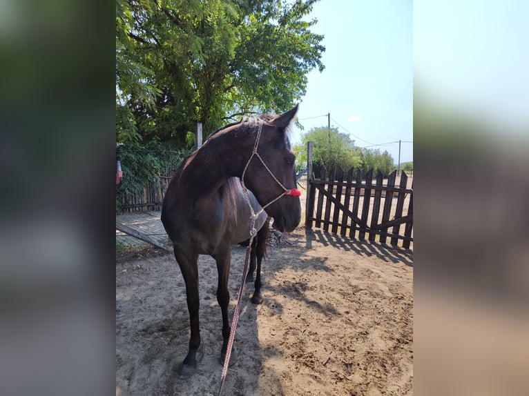 Hungarian Sport Horse Mix Mare 3 years 14,3 hh Grey-Blue-Tan in Kecskemét