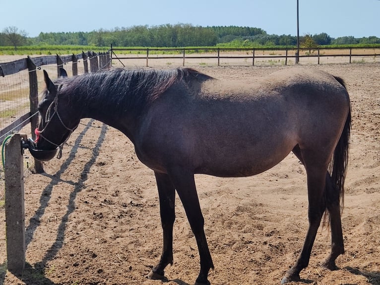 Hungarian Sport Horse Mix Mare 3 years 14,3 hh Grey-Blue-Tan in Kecskemét