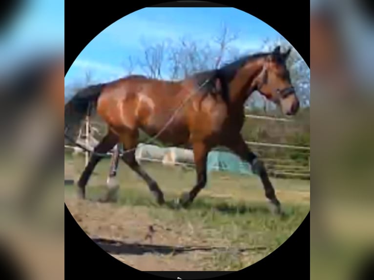 Hungarian Sport Horse Mare 3 years 16.2 hh Brown in Budapest