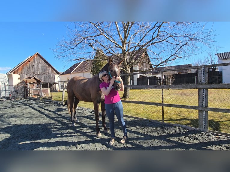 Hungarian Sport Horse Mare 3 years 16 hh  in Unterwart