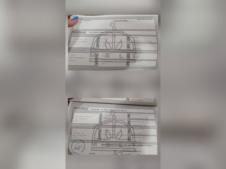 Hungarian Sport Horse Mare 3 years 16 hh  in Unterwart