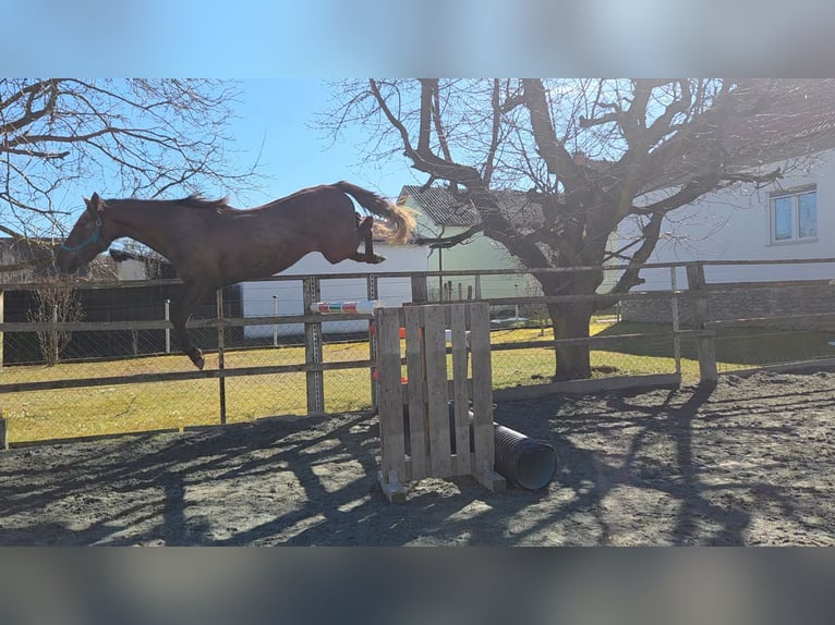 Hungarian Sport Horse Mare 3 years 16 hh  in Unterwart