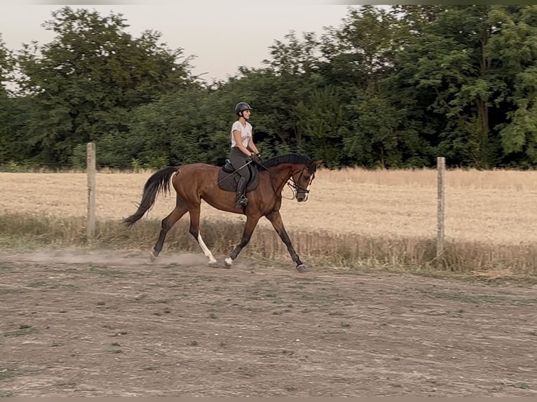 Hungarian Sport Horse Mare 3 years 16,3 hh Bay in Cs&#xE1;talja