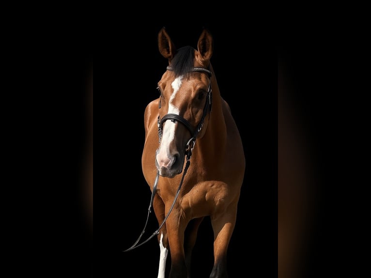 Hungarian Sport Horse Mare 3 years 16,3 hh Bay in Cs&#xE1;talja