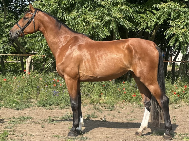 Hungarian Sport Horse Mare 3 years 16,3 hh Bay in Cs&#xE1;talja