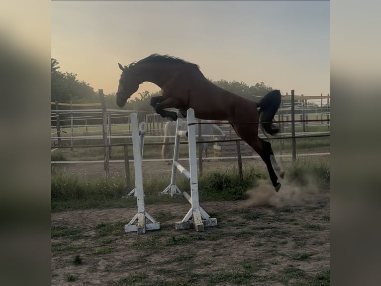 Hungarian Sport Horse Mare 3 years 16,3 hh Bay in Cs&#xE1;talja