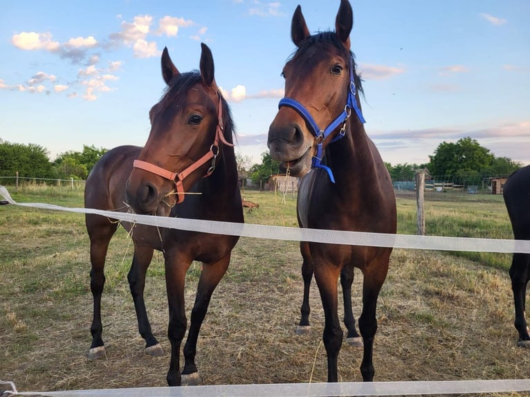 Hungarian Sport Horse Mare 3 years 17 hh Brown in Noszlop