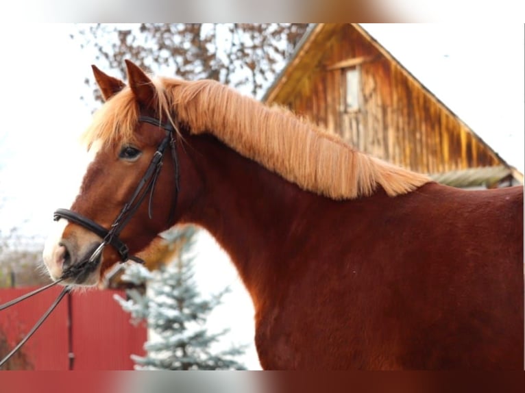 Hungarian Sport Horse Mix Mare 4 years 14,1 hh Chestnut in Matzersdorf