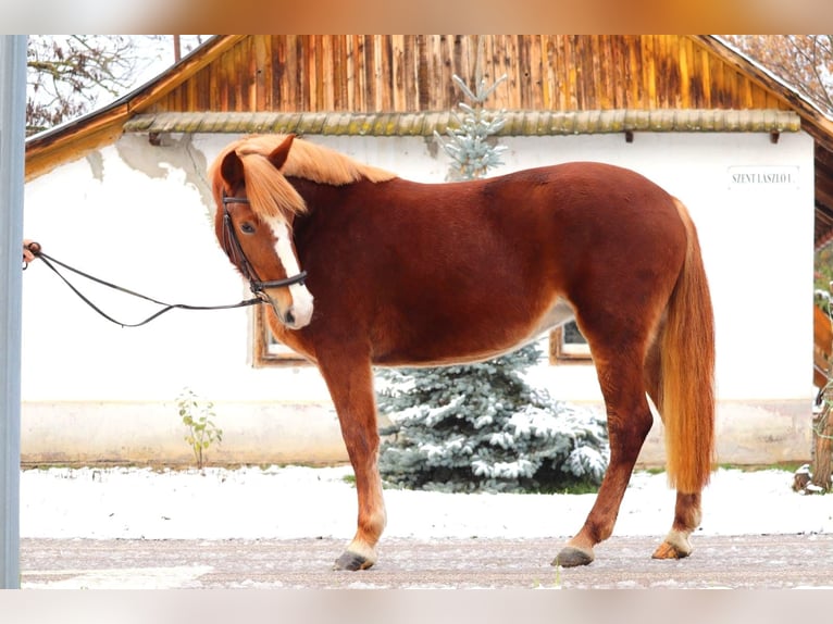 Hungarian Sport Horse Mix Mare 4 years 14,1 hh Chestnut in Matzersdorf