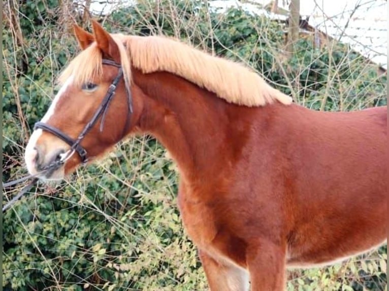 Hungarian Sport Horse Mix Mare 4 years 14,1 hh Chestnut in Matzersdorf