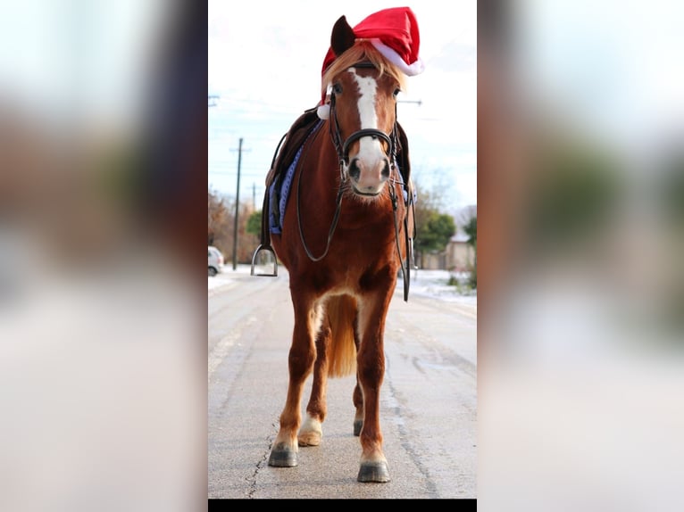 Hungarian Sport Horse Mix Mare 4 years 14,1 hh Chestnut in Matzersdorf