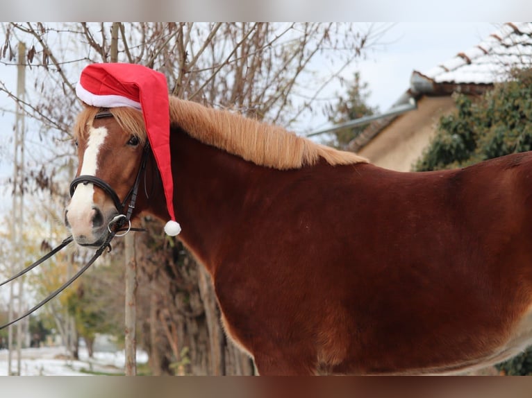 Hungarian Sport Horse Mix Mare 4 years 14,1 hh Chestnut in Matzersdorf