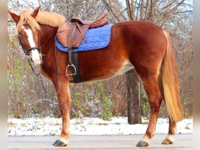 Hungarian Sport Horse Mix Mare 4 years 14,1 hh Chestnut in Matzersdorf