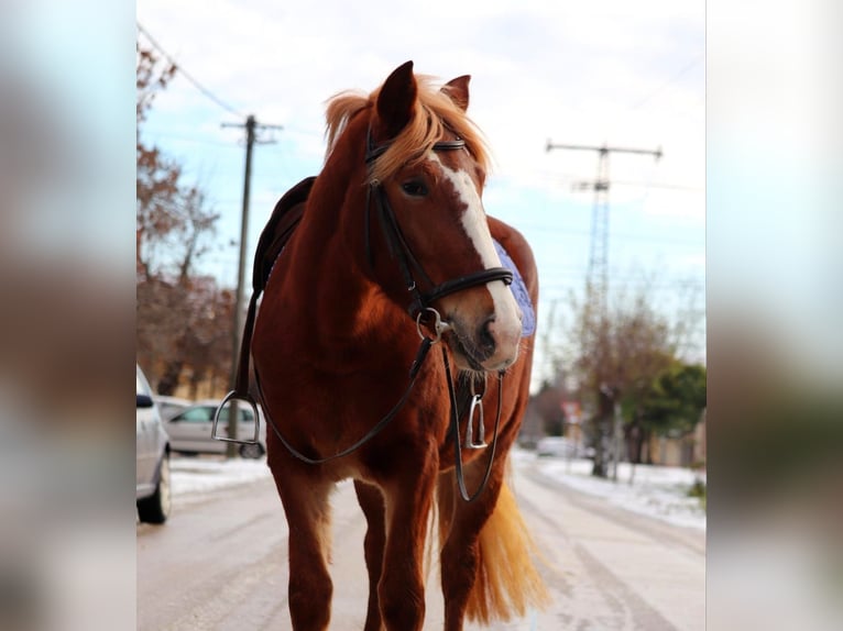 Hungarian Sport Horse Mix Mare 4 years 14,1 hh Chestnut in Matzersdorf