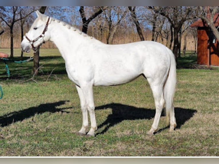 Hungarian Sport Horse Mix Mare 4 years 14,1 hh Gray in Castrop-Rauxelc