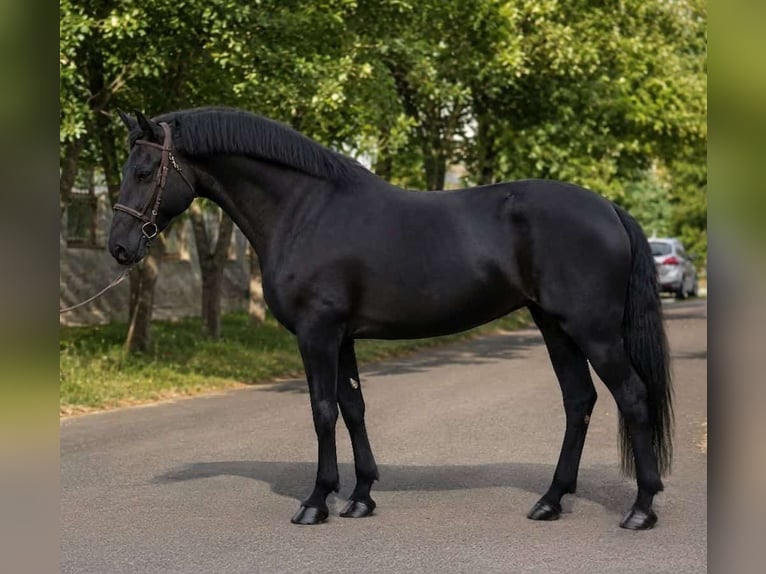 Hungarian Sport Horse Mare 4 years 15.2 hh Black in Zwartewaal