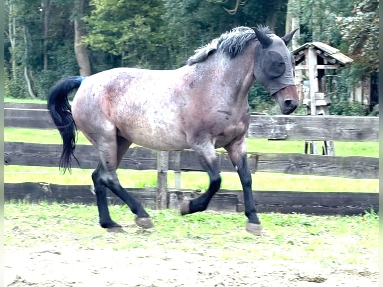 Hungarian Sport Horse Mare 4 years 15.2 hh Black in Zwartewaal