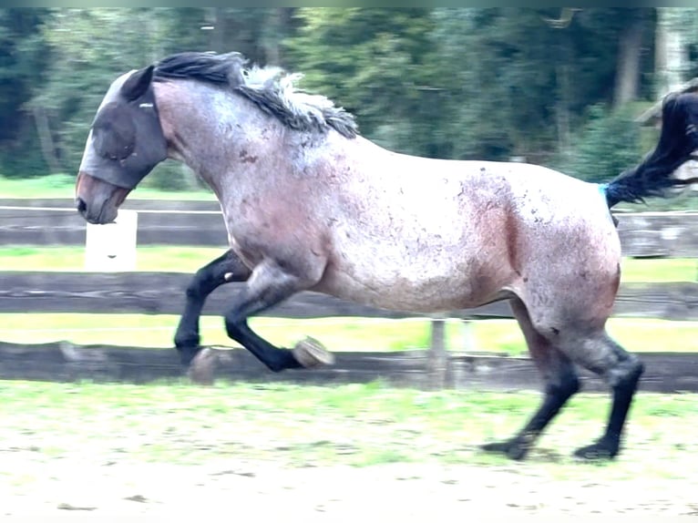 Hungarian Sport Horse Mare 4 years 15.2 hh Black in Zwartewaal