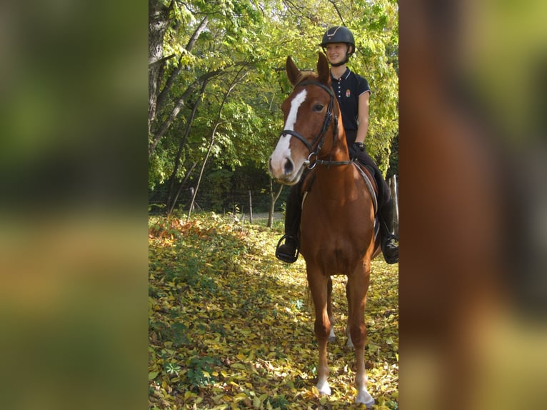 Hungarian Sport Horse Mare 4 years 15,2 hh Chestnut-Red in Dabas