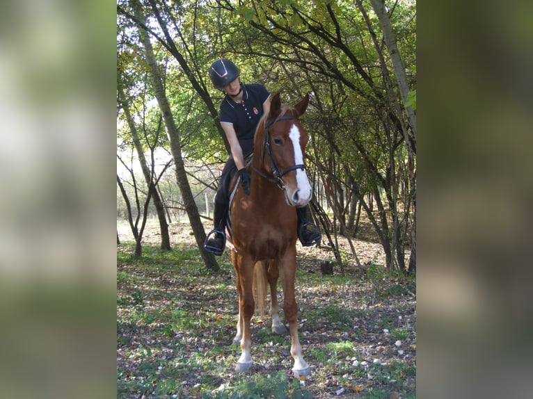 Hungarian Sport Horse Mare 4 years 15,2 hh Chestnut-Red in Dabas