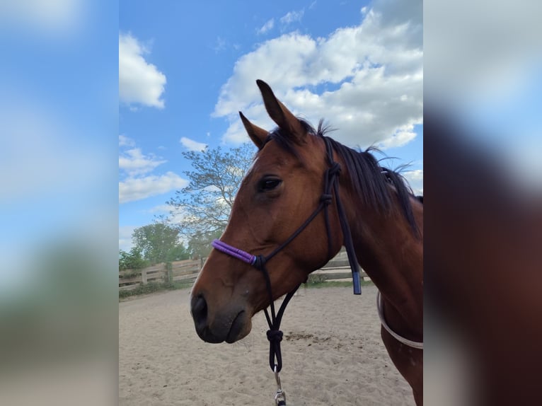 Hungarian Sport Horse Mare 4 years 15,3 hh Bay-Dark in Berlin