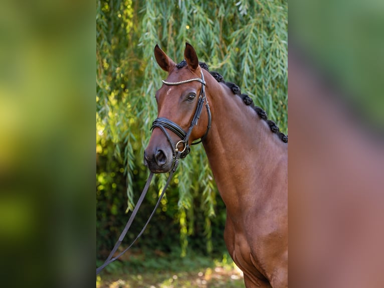 Hungarian Sport Horse Mare 4 years 15,3 hh Bay in Debrecen