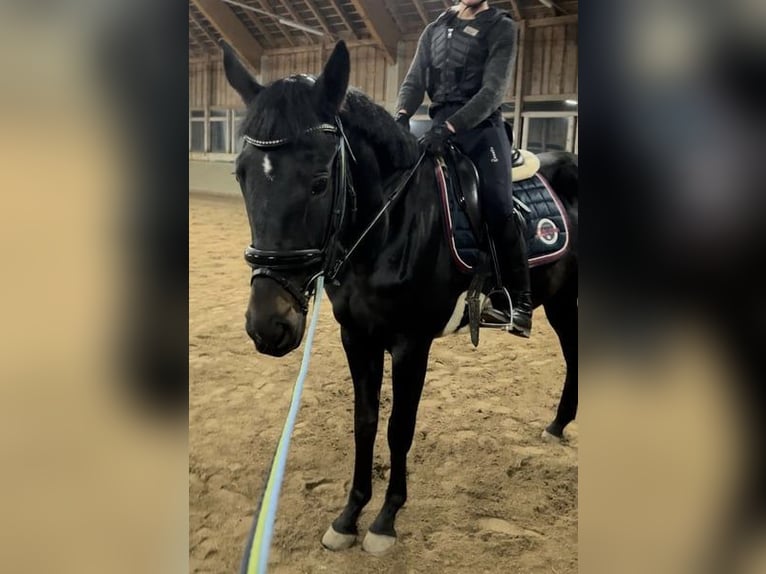 Hungarian Sport Horse Mare 4 years 16,1 hh Black in Perg