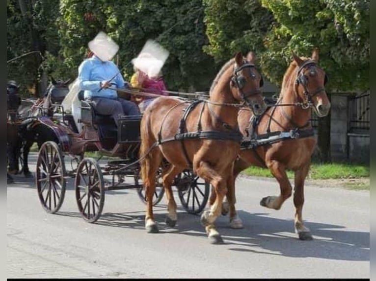 Hungarian Sport Horse Mare 4 years 16 hh Chestnut in Tass