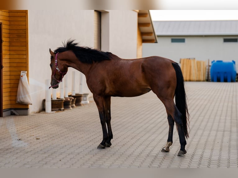Hungarian Sport Horse Mare 4 years 16,1 hh Bay in Gheorgheni