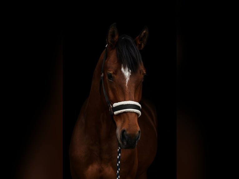Hungarian Sport Horse Mare 4 years 16,1 hh Bay in Gheorgheni