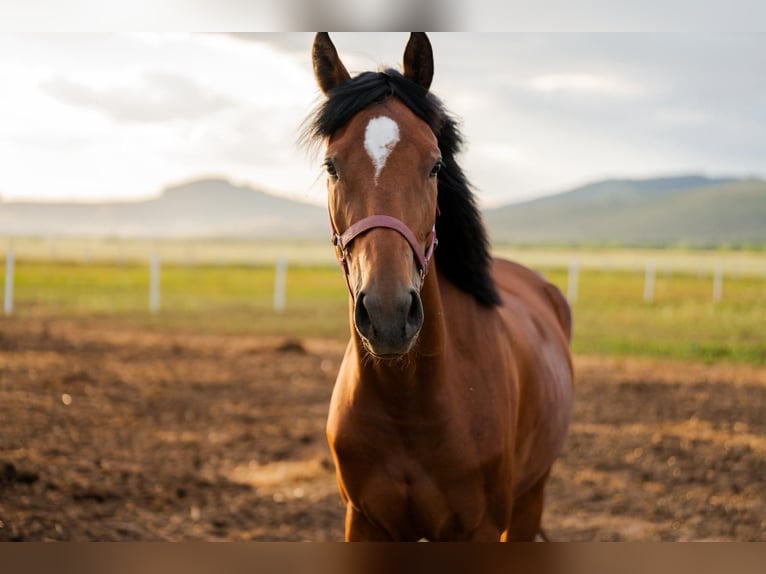 Hungarian Sport Horse Mare 4 years 16,1 hh Bay in Gheorgheni