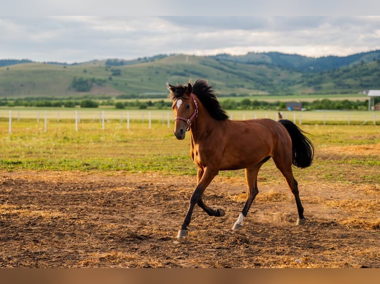 Hungarian Sport Horse Mare 4 years 16,1 hh Bay in Gheorgheni
