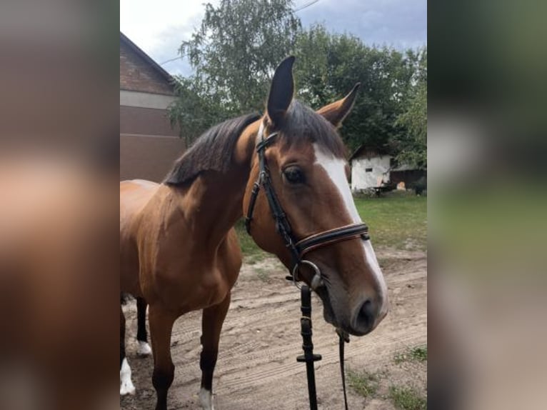 Hungarian Sport Horse Mare 4 years 16,1 hh Brown in Mosonmagyar&#xF3;v&#xE1;r