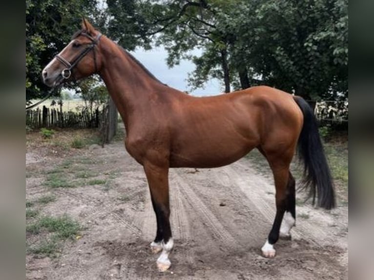 Hungarian Sport Horse Mare 4 years 16,1 hh Brown in Mosonmagyar&#xF3;v&#xE1;r