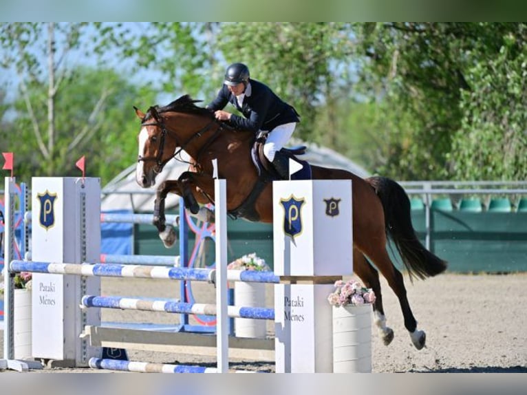Hungarian Sport Horse Mare 4 years 16,1 hh Brown in Mosonmagyar&#xF3;v&#xE1;r